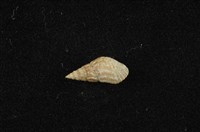 藏品(流紋蜷)的圖片